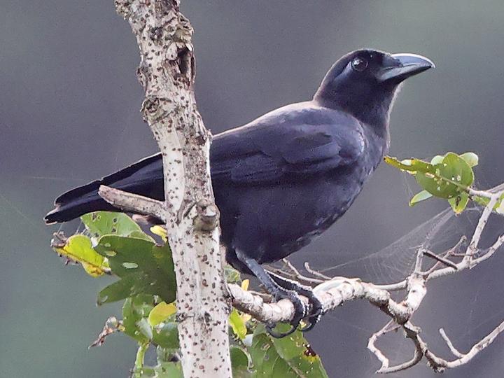 Sierra Madre Crow