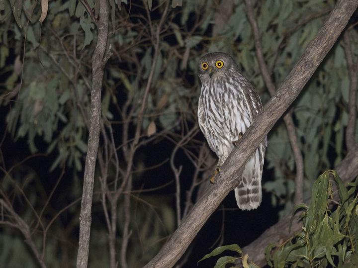 Barking Owl