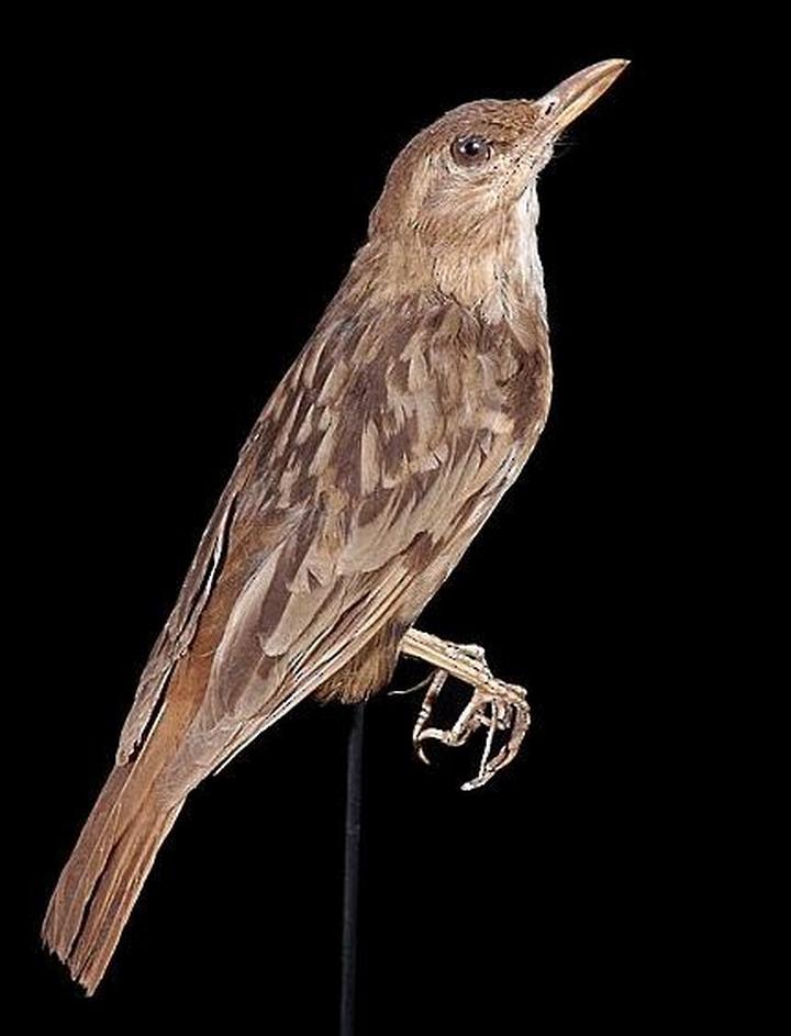 Bonin Thrush