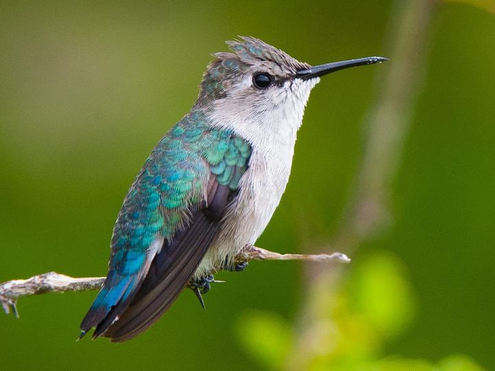 Bee Hummingbird
