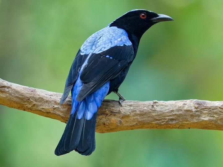 Asian Fairy-bluebird