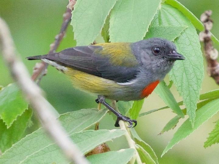 Halmahera Flowerpecker