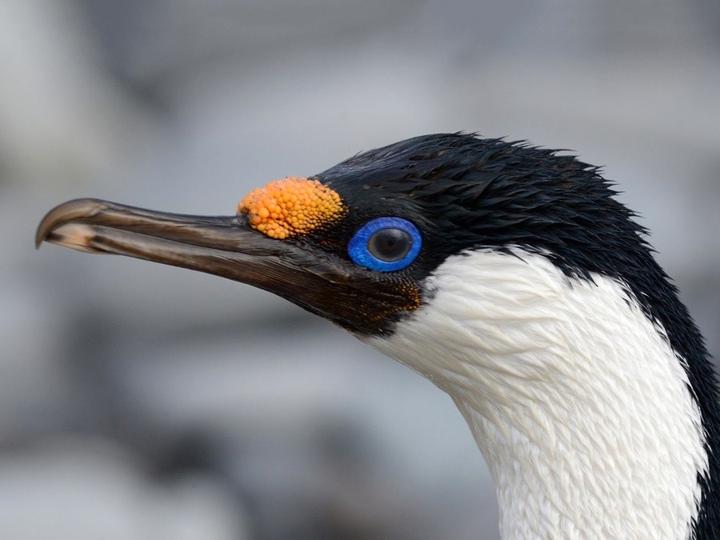 Heard Island Shag