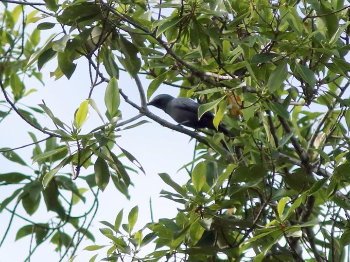 Halmahera Cuckooshrike