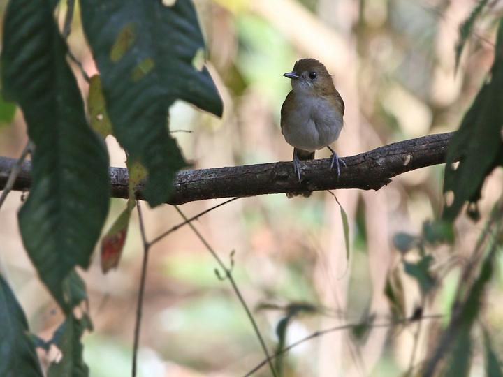 Sumba Flycatcher