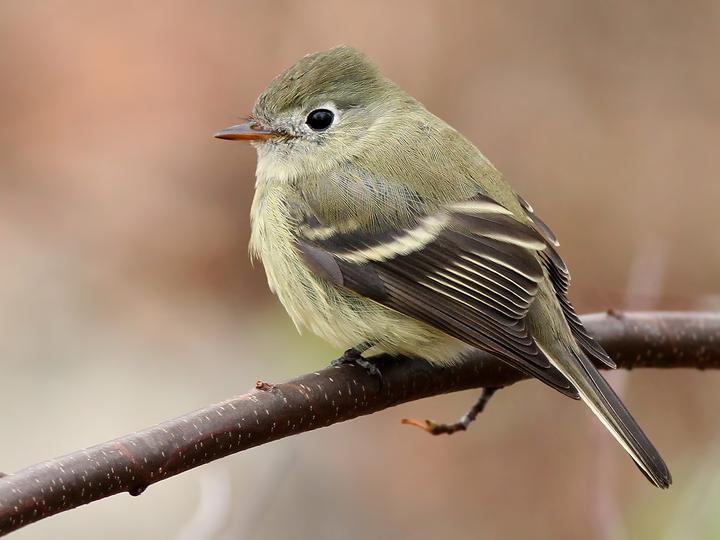 Hammond's Flycatcher