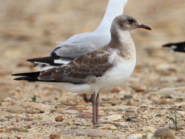 Hartlaub's Gull
