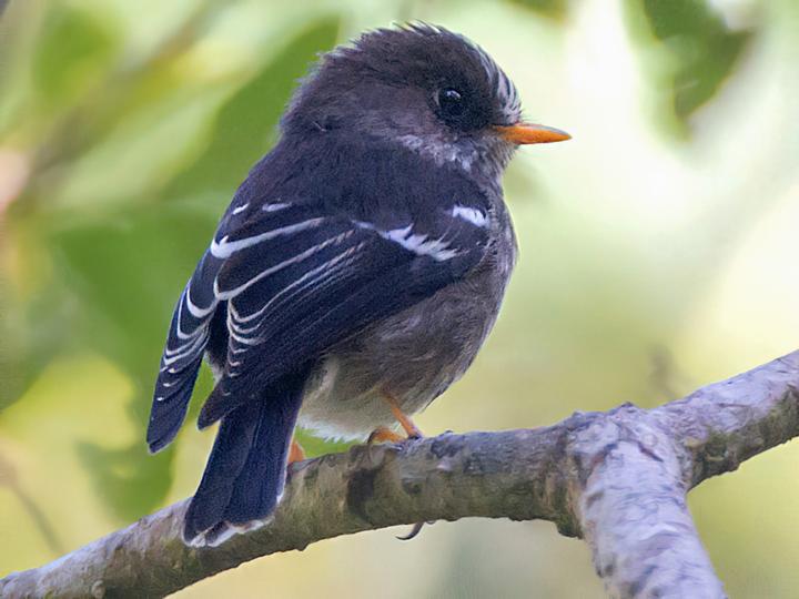 Humblot's Flycatcher