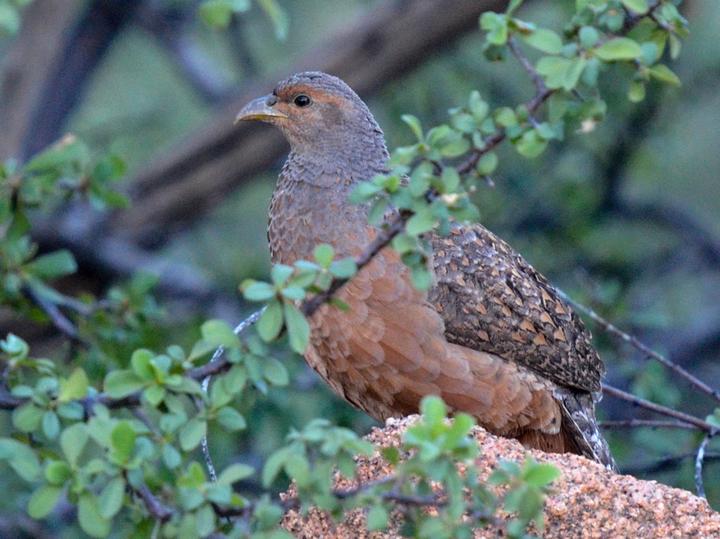 Hartlaub's Spurfowl