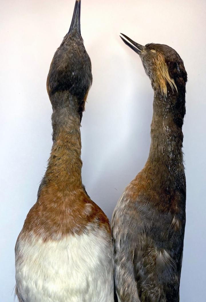 Colombian Grebe