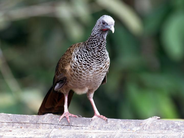 Colombian Chachalaca