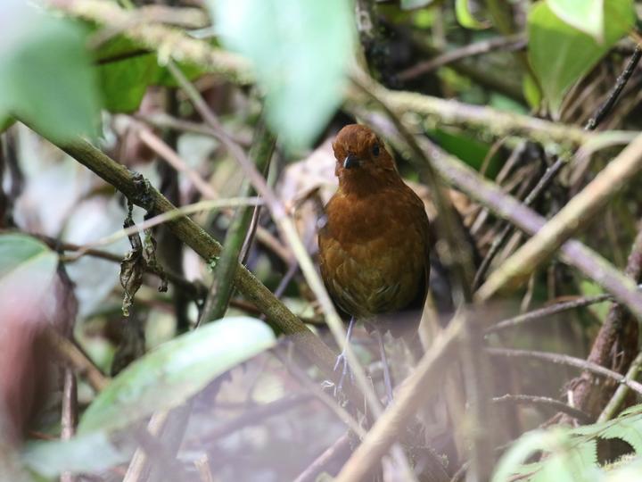 Chami Antpitta