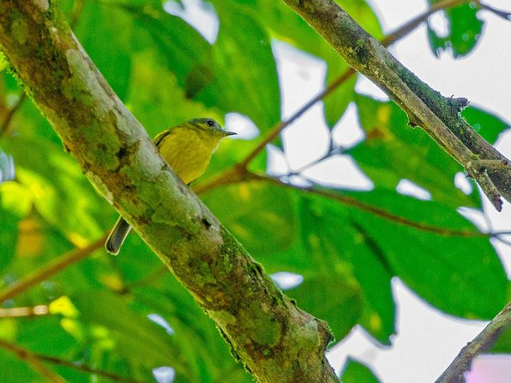 Antioquia Bristle Tyrant
