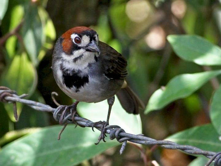 Cabanis's Ground Sparrow