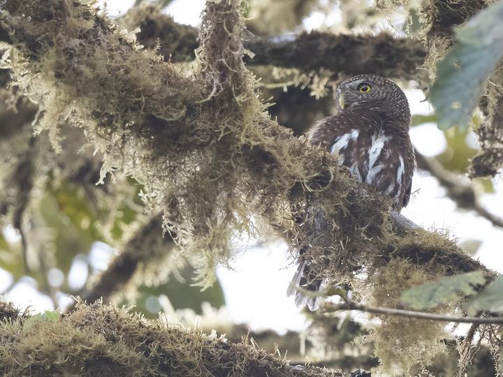 Costa Rican Pygmy Owl