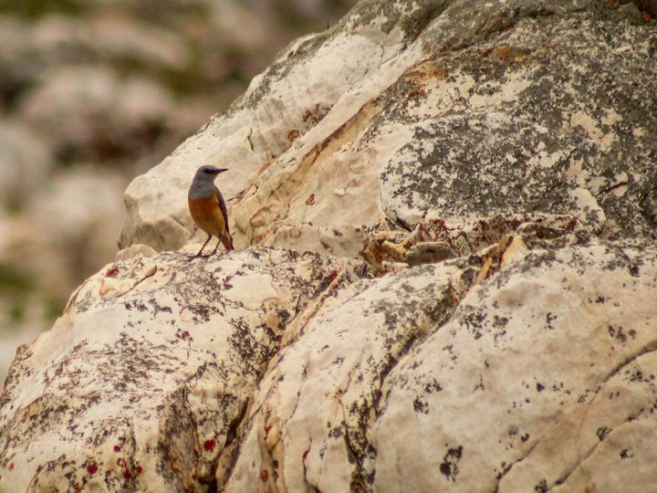 Sentinel Rock Thrush