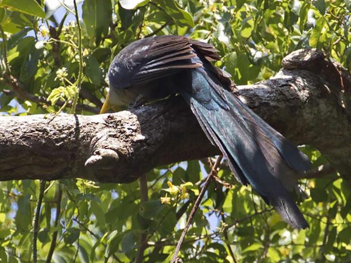 Green Malkoha