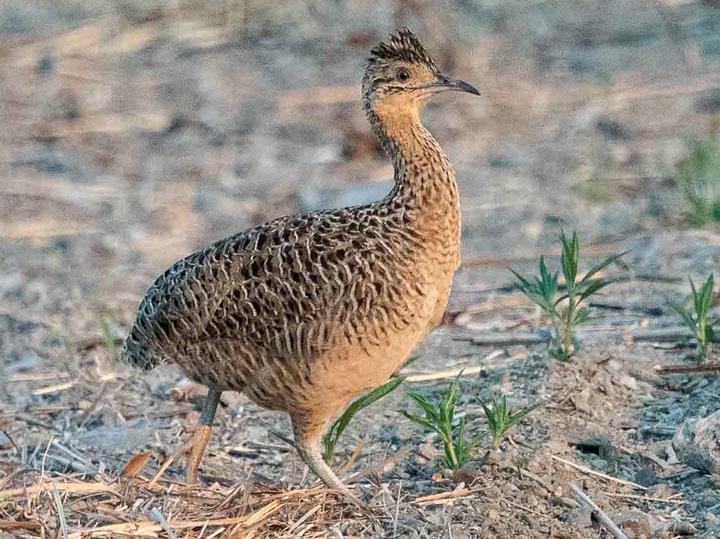 Huayco Tinamou