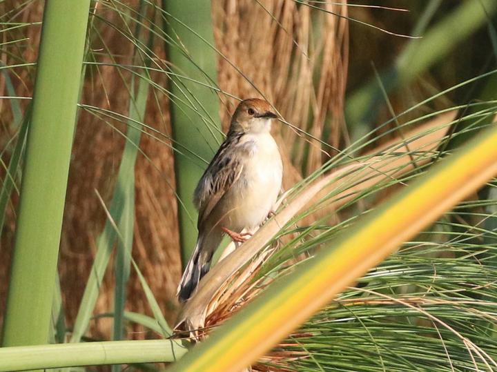 Chirping Cisticola