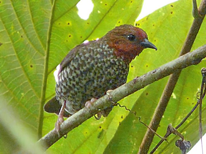 Woodhouse's Antpecker