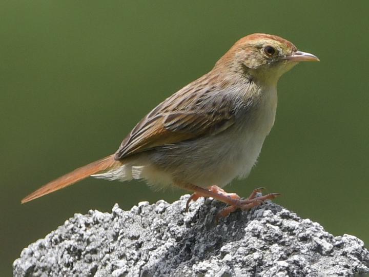 Wailing Cisticola