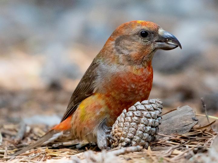 Cassia Crossbill