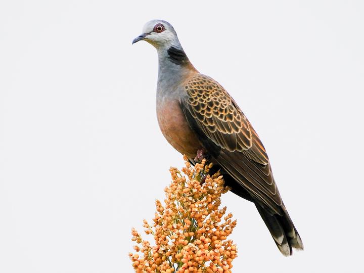 Adamawa Turtle Dove