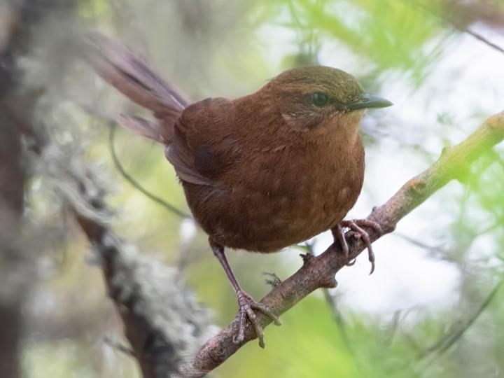 Evergreen Forest Warbler