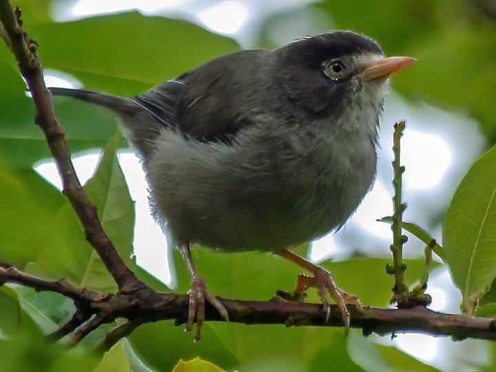Mount Cameroon Speirops