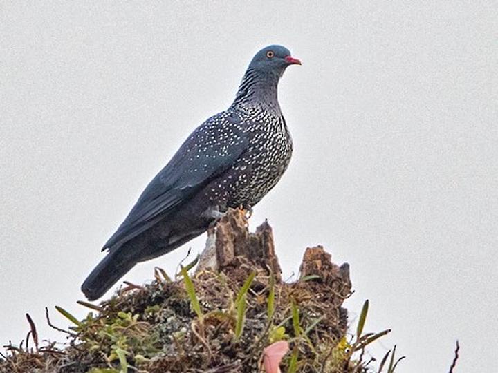 Cameroon Olive Pigeon