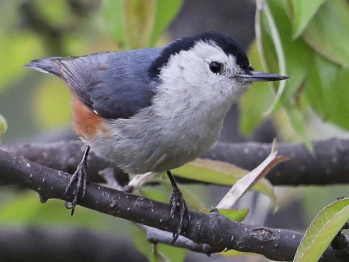 White-cheeked Nuthatch