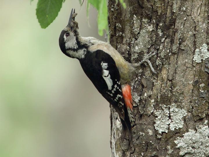 Himalayan Woodpecker
