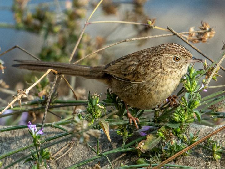 Himalayan Prinia