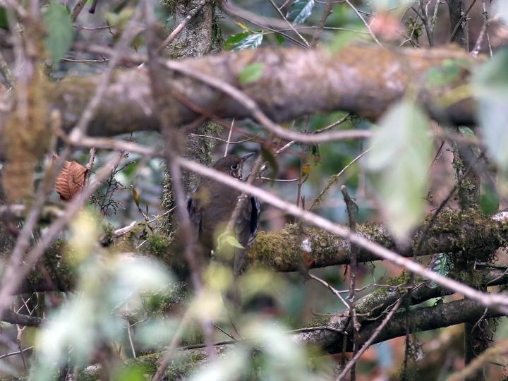 Himalayan Thrush