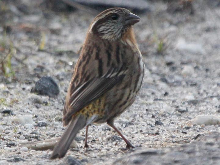 Himalayan White-browed Rosefinch
