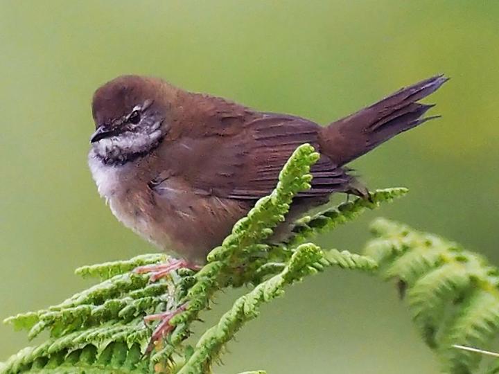 West Himalayan Bush Warbler