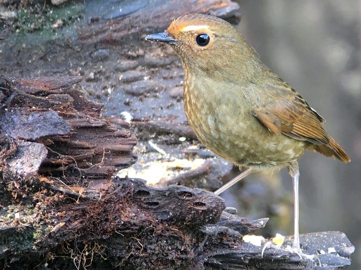 Himalayan Shortwing