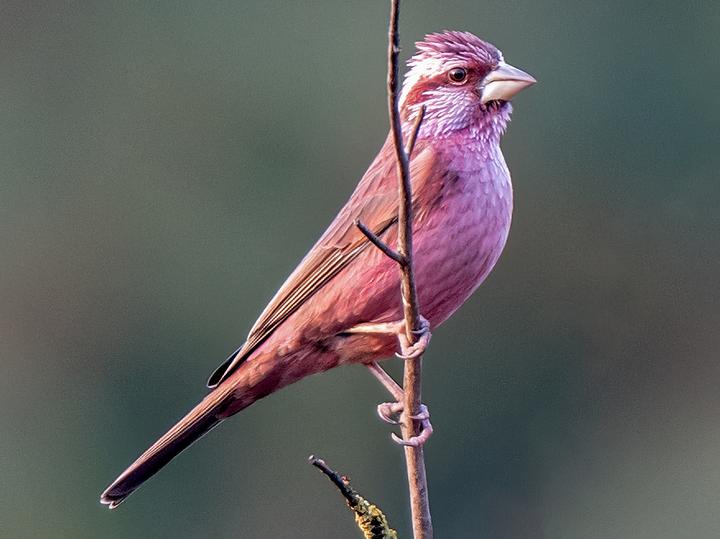 Blyth's Rosefinch