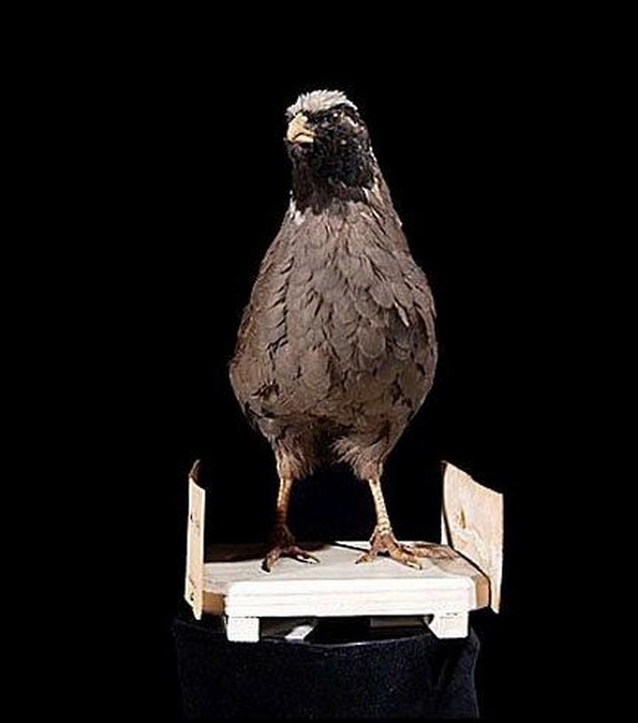 Himalayan Quail