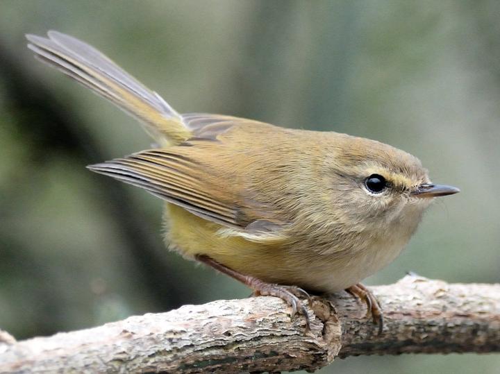 Hume's Bush Warbler