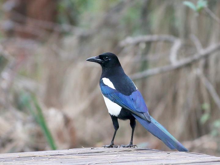 Oriental Magpie