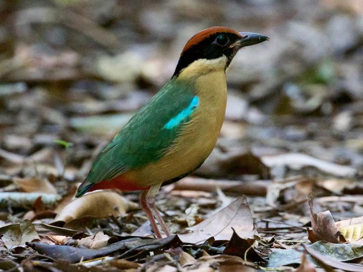 Noisy Pitta