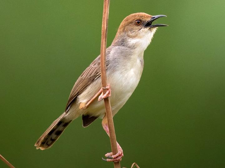 Chattering Cisticola