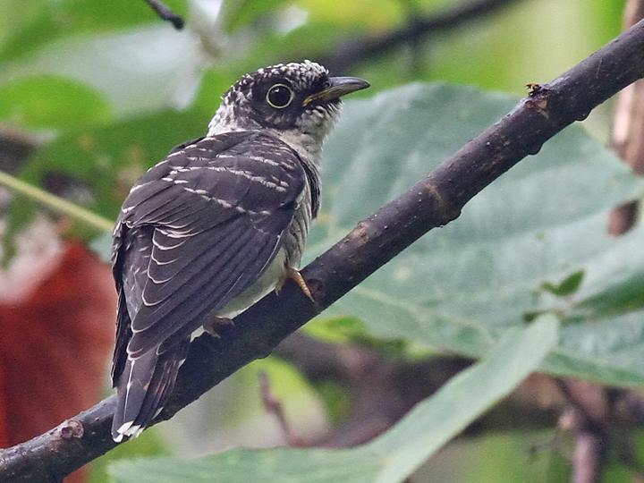 Indian Cuckoo