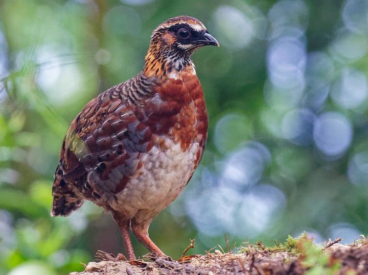 Sichuan Partridge