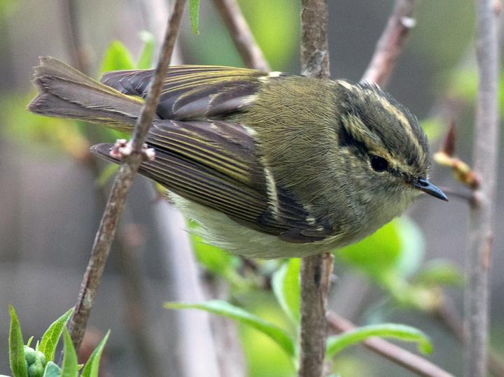 Sichuan Leaf Warbler