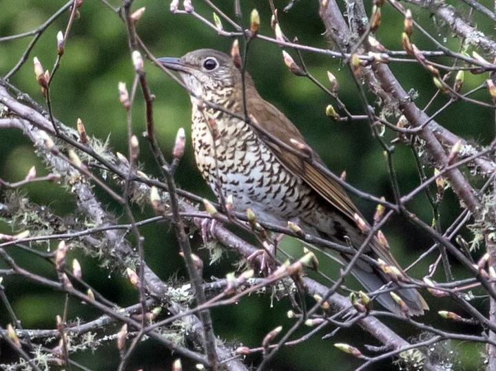 Sichuan Thrush