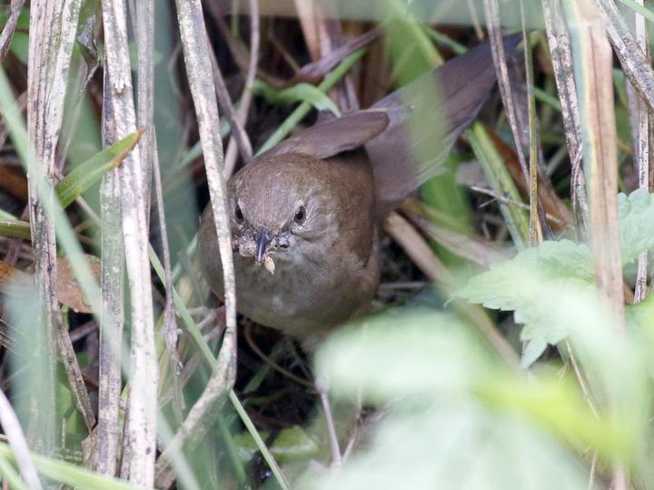 Sichuan Bush Warbler