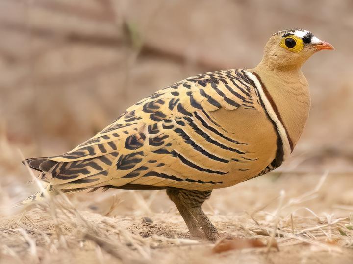 Four-banded Sandgrouse