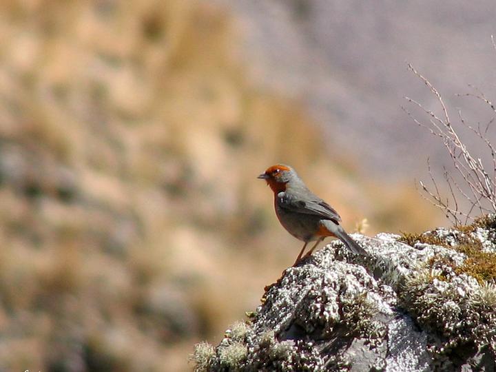 Tucuman Mountain Finch